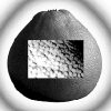 pomelo